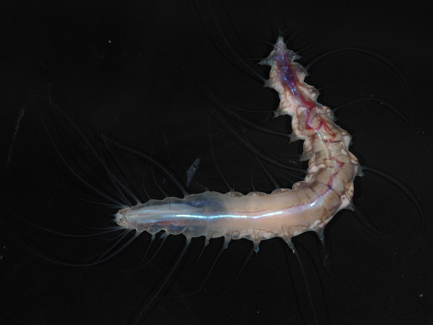 Dalhousiella yabukii, a new species of polychaete worm found in deep waters off the coast of Japan.