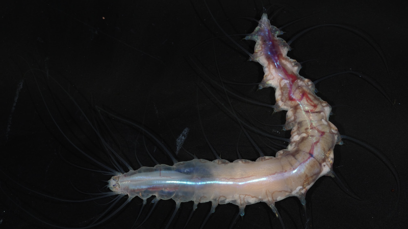 From ‘ghost sharks’ to ‘death ball’ sponges: Scientists find more than 1,100 wild and unusual ocean species