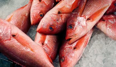 Trump expands red snapper fishing as critics warn of overfishing | Donald Trump News