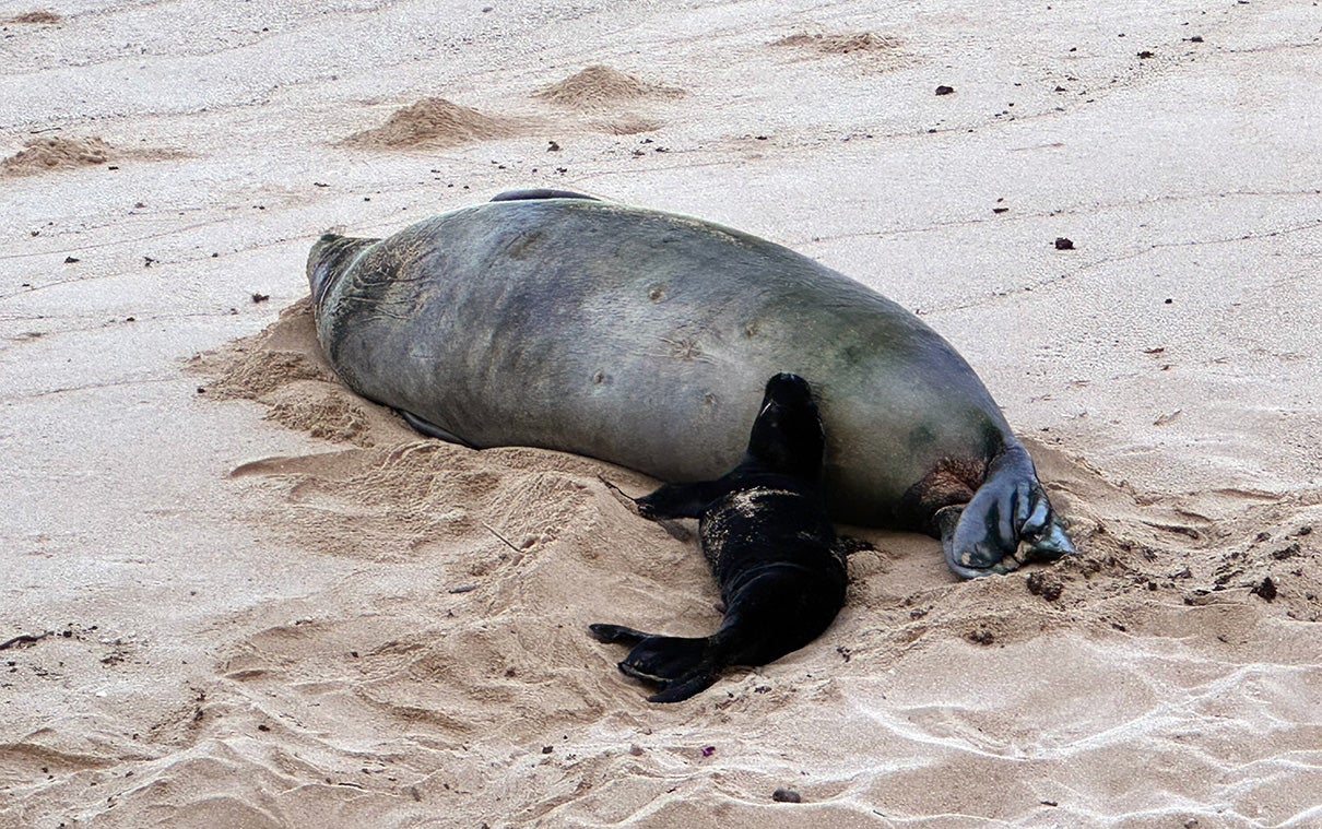 Monk seals are one of the most endangered marine mammals in the world
