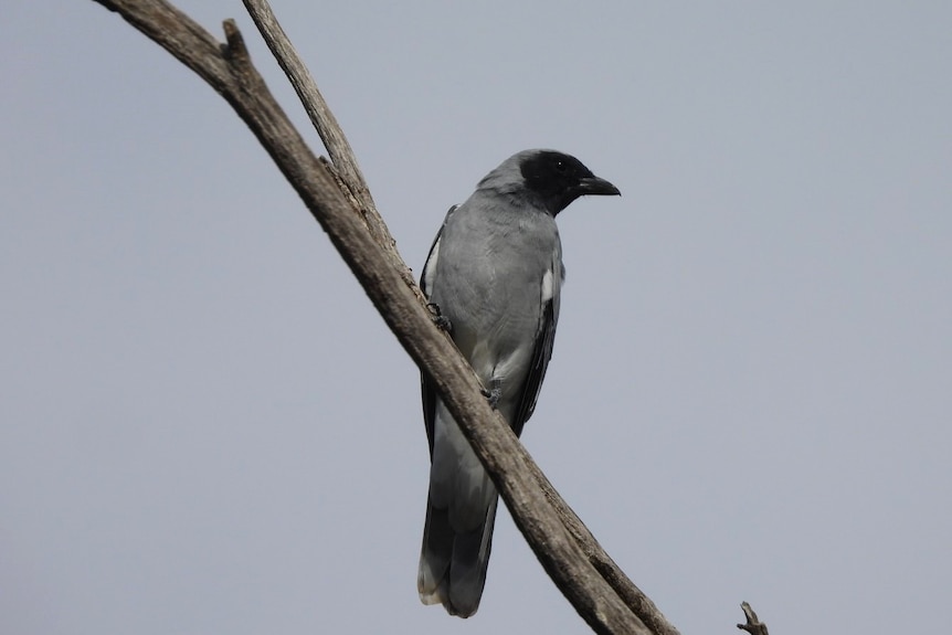 A black-faced cuckoo-shrike sits on a tree branch.