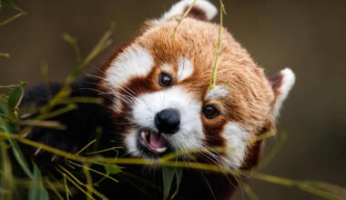 Watch This Thai Woman's Adorable Red Panda Therapy Session That Everyone Is Talking About