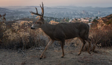 When Humans Went Away, the Wildlife Strayed