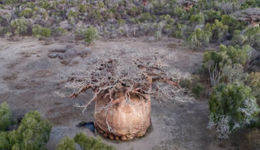One of Madagascar’s Oldest Sacred Trees Is Slowly Dying