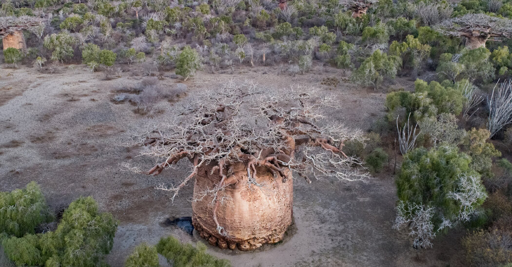 One of Madagascar’s Oldest Sacred Trees Is Slowly Dying