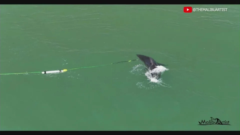 Great white bites camera
