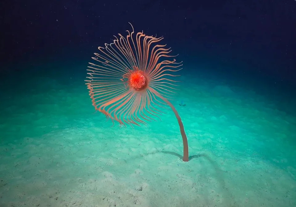 The giant hydroid Branchiocerianthus detected in the Cape Range and Cloates submarine canyons in Western Australia.Credit: Schmidt Ocean Institute