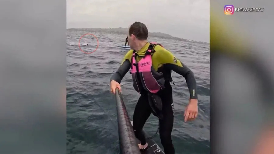Santa Barbara County shark encounter