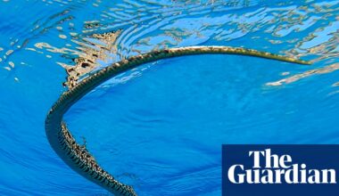 ‘This is a tragedy’: swimming snakes open new front in battle with Balearic lizards | Snakes