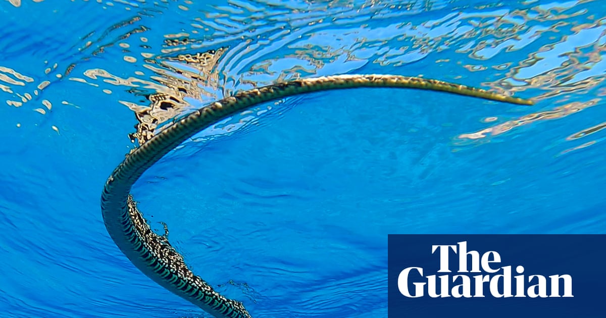 ‘This is a tragedy’: swimming snakes open new front in battle with Balearic lizards | Snakes