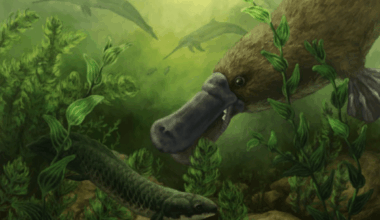 25 Million Year Old Platypus Fossils Reveal A Surprisingly Fierce Predator With A Crushing Bite Stronger Than Modern Relatives