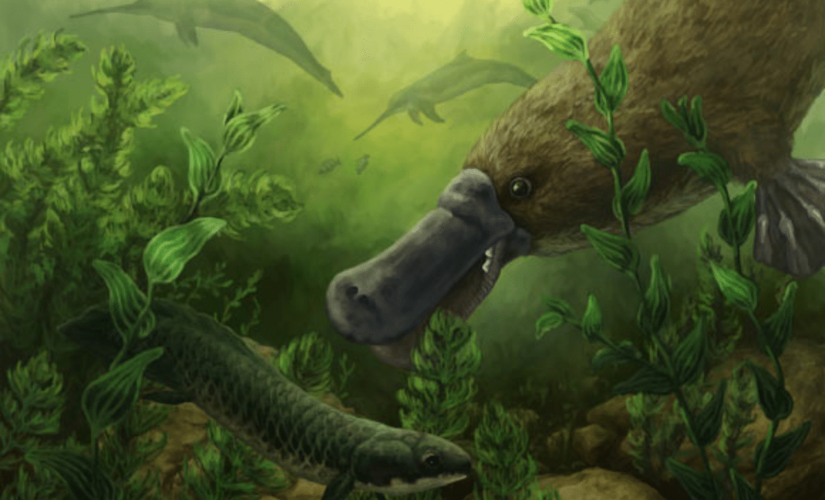 25 Million Year Old Platypus Fossils Reveal A Surprisingly Fierce Predator With A Crushing Bite Stronger Than Modern Relatives