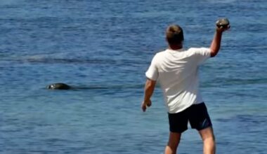 Lawyer says tourist accused of hurling rock at Hawaiian monk seal has been doxed and threatened