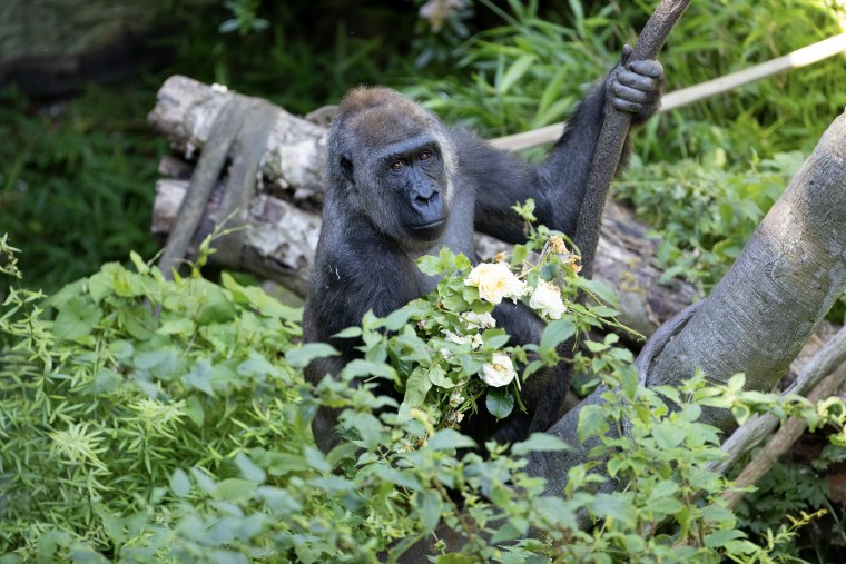 A gorilla holds onto a vine in a leafy landscape.