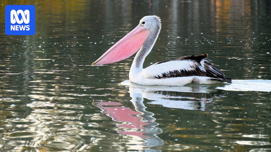 Autumn rain brings boom in birdlife to regional inland South Australia after drought