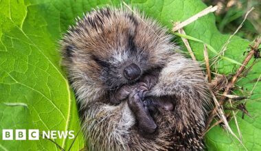'Hogway' giveaway to help hedgehogs roam about - BBC