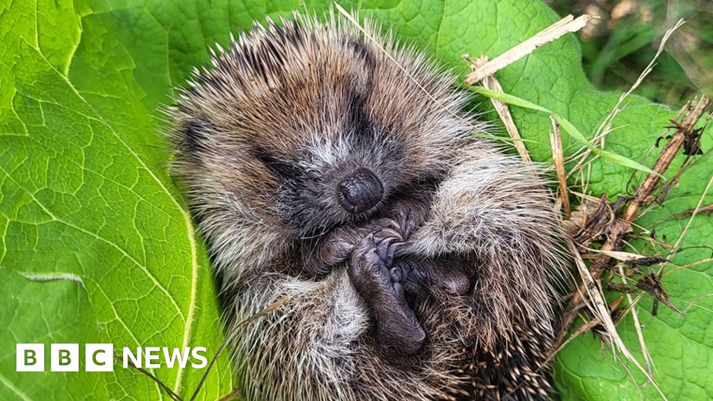 'Hogway' giveaway to help hedgehogs roam about - BBC