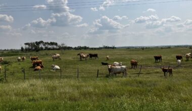 Why the beef check-off still matters when prices are high