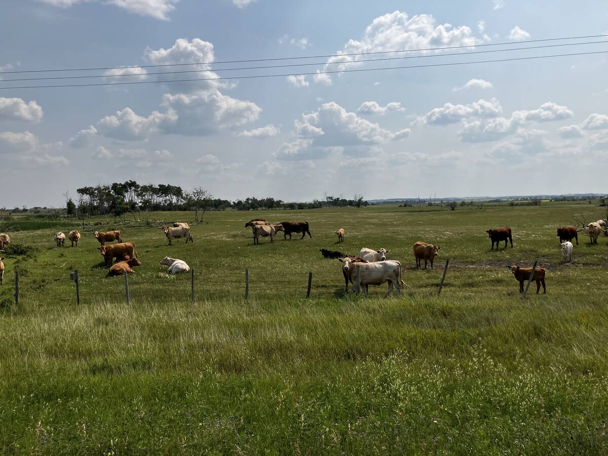 Why the beef check-off still matters when prices are high