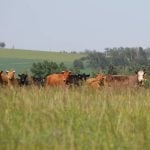 Cow-calf pairs grazing on summer pasture near Olds, Alta. Photo: Melissa Jeffers-Bezan.