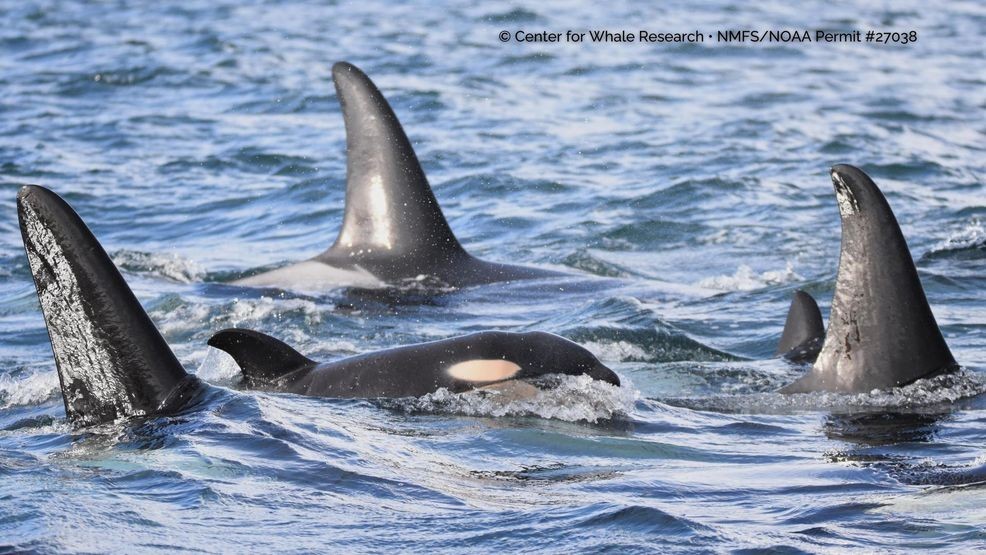 A photo of a new calf spotted on Feb. 16, 2026, in the Strait of Juan de Fuca. (Courtesy: Center for Whale Research){ }{ }{p}{/p}