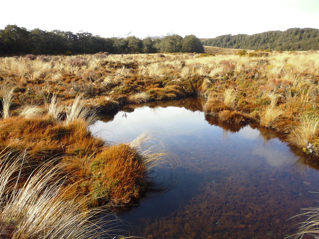 Govt takes one step forward, three steps back on environment policies
