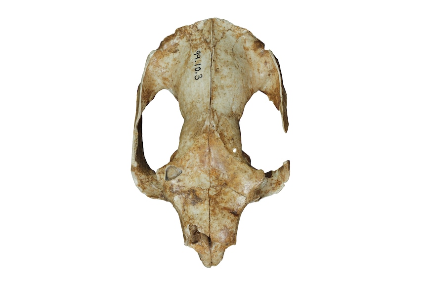 Right: A skull from a WA koala (Phascolarctos sulcomaxilliaris). (Royal Society Open Science: WA Museum)