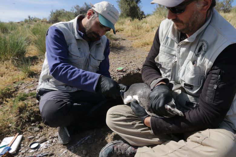 Deploying the SPS bands took less than 4 minutes, according to wildlife veterinarian Ralph Vanstreels: one researcher held the penguin while a second fitted it to the bird’s leg.