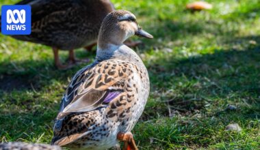 Native Pacific black ducks at risk in Tasmania due to introduced species