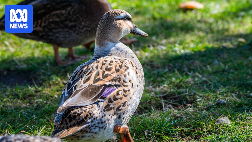 Native Pacific black ducks at risk in Tasmania due to introduced species