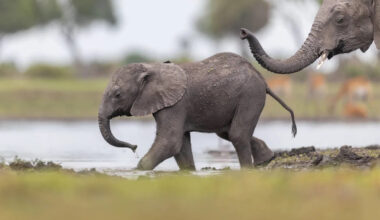 Baby Elephant and Mom Cuddle While Another Joyfully Dances In the Background