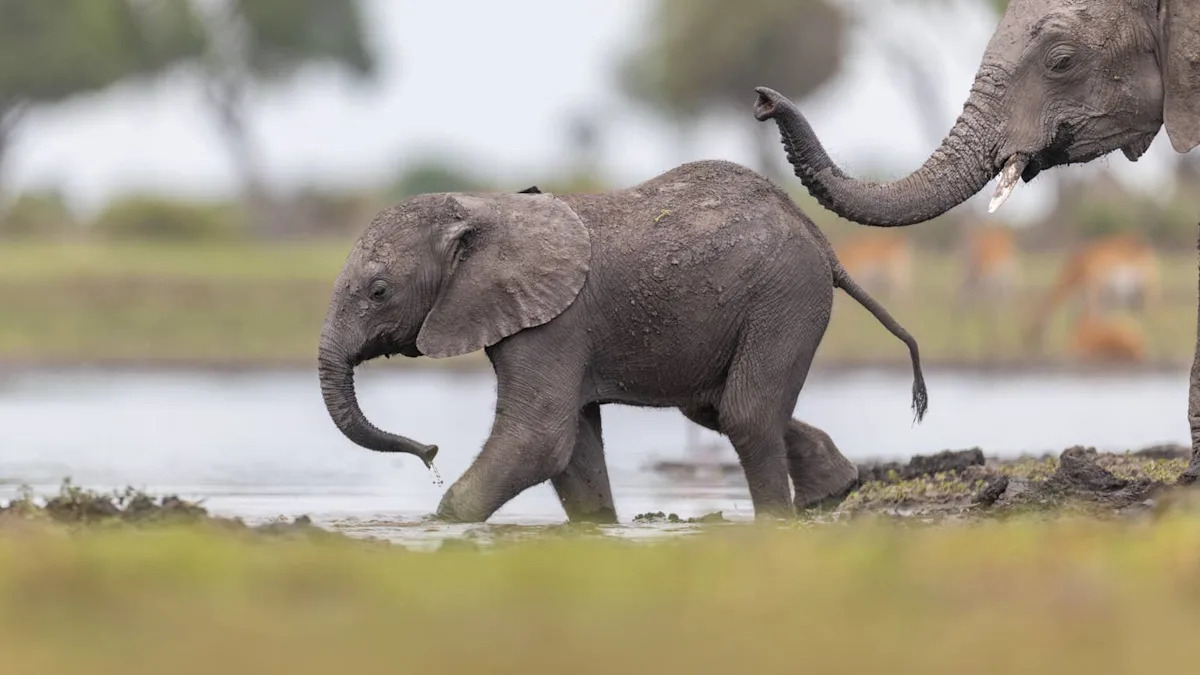 Baby Elephant and Mom Cuddle While Another Joyfully Dances In the Background