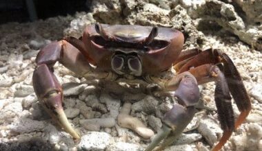 Nagasaki Univ.-Led Team Finds Crab Walk Dates Back 200 M. Yrs