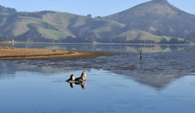 Sea lion pup killed by vehicle on Dunedin road