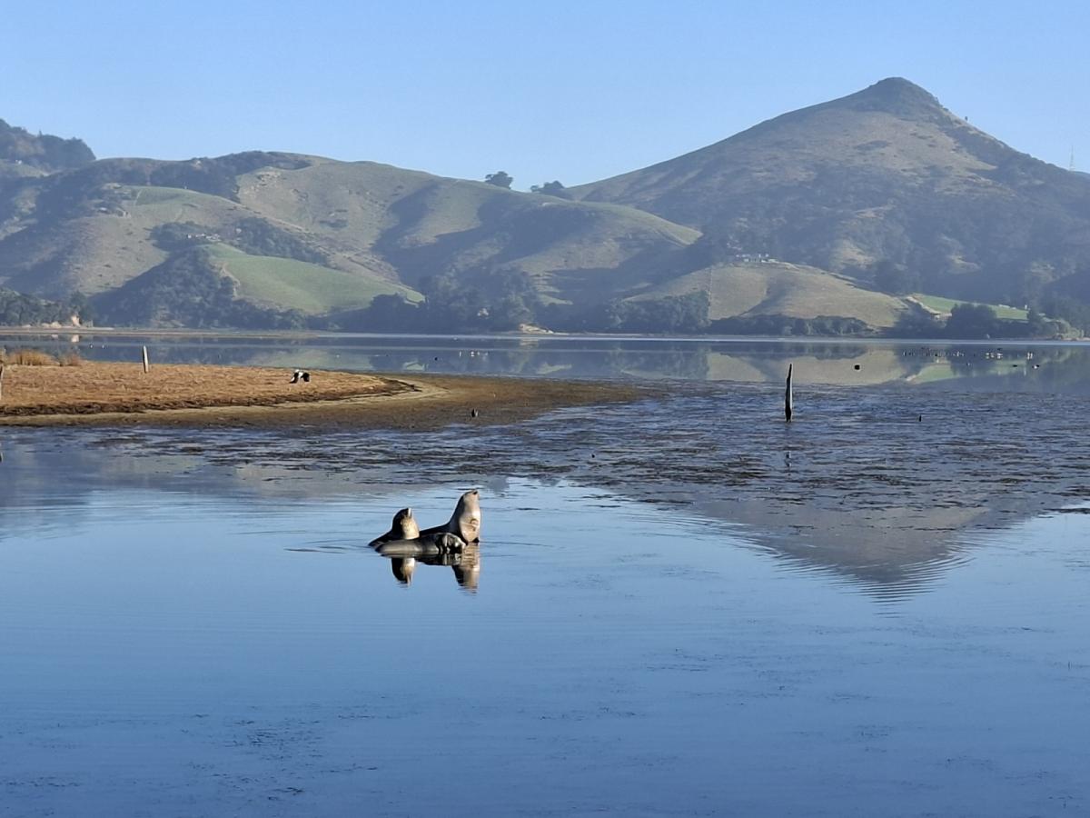 Sea lion pup killed by vehicle on Dunedin road