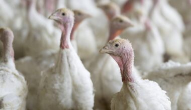 Turkeys in an indoor barn.