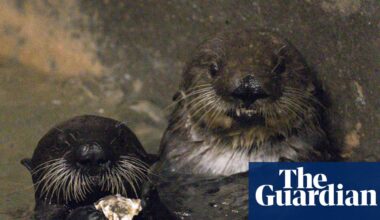 Mother knows best as sea otter adopts orphaned pup at California aquarium | California