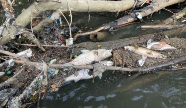 Atlanta metro downpour leads to massive fish kill on the Chattahoochee River