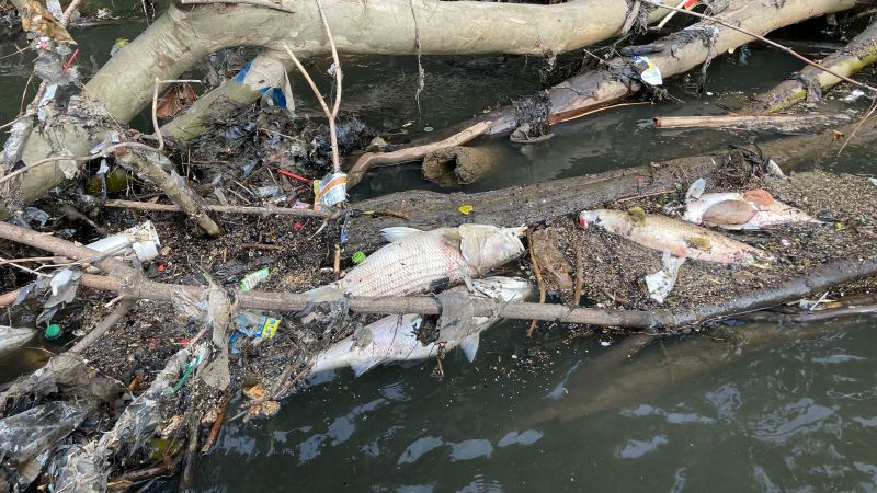 Atlanta metro downpour leads to massive fish kill on the Chattahoochee River