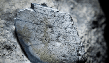 330 Million Year Old Shark Remains Unearthed In Ireland Reveal A Lost Prehistoric Ocean