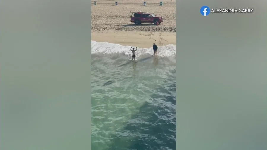 Man in shorts stands in shallow water freeing a juvenile great white shark caught on a fishing line at Hermosa Beach Pier while a lifeguard vehicle sits on the sand nearby.