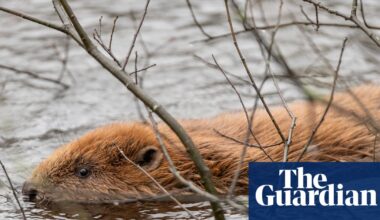 Reform UK council backs release of beavers amid party row over rewilding | Reform UK