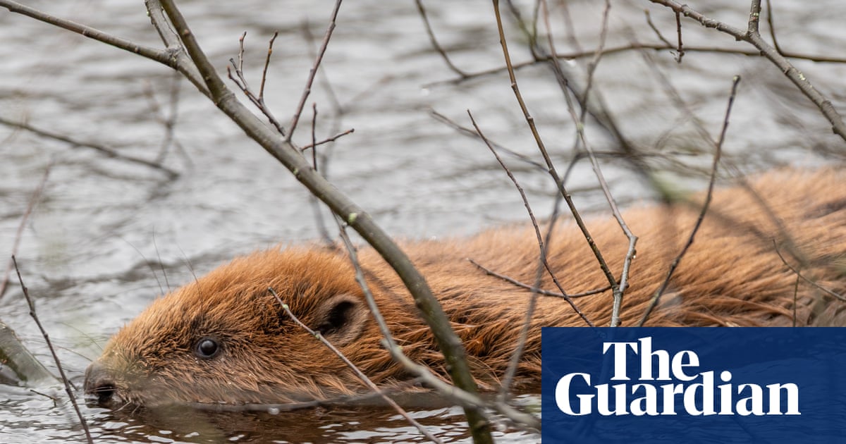 Reform UK council backs release of beavers amid party row over rewilding | Reform UK