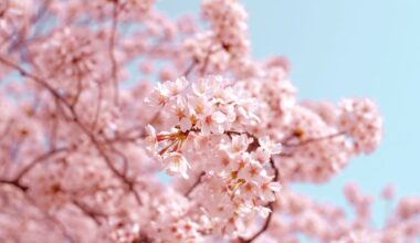 Sakura season in Japan is not just about pretty flowers