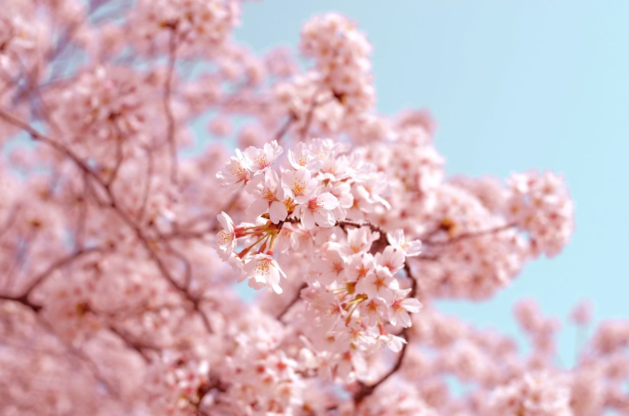 Sakura season in Japan is not just about pretty flowers
