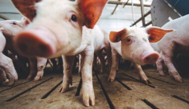 Roundworm in NZ: Two young Northland children infected from pigs, doctors believe