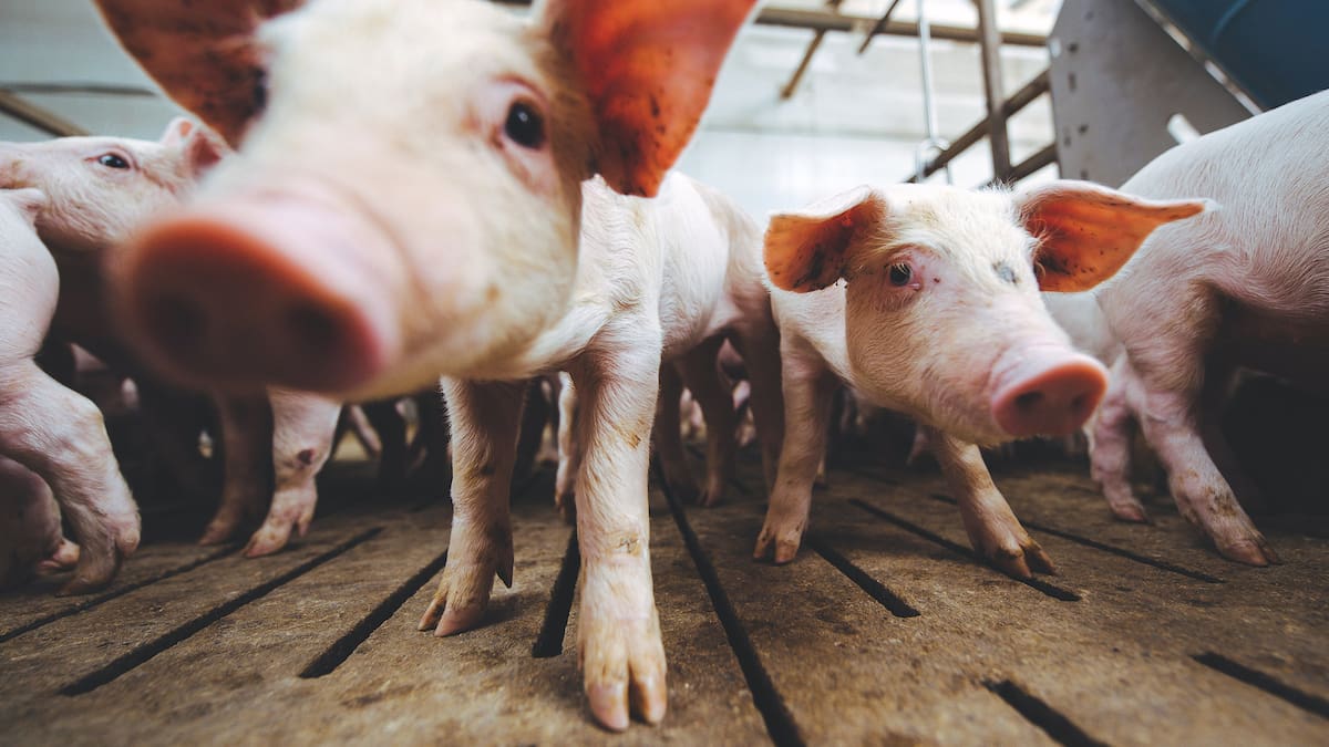 Roundworm in NZ: Two young Northland children infected from pigs, doctors believe