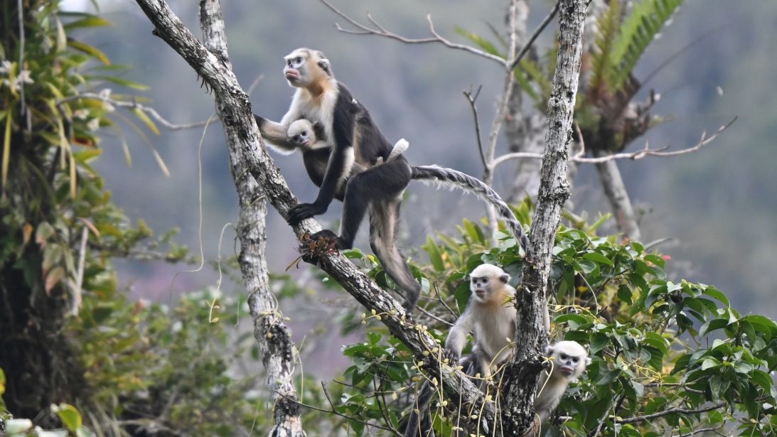 Several baby monkeys were spotted during the survey.