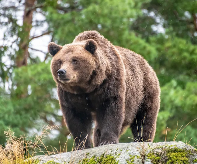 Brown bear on a rock