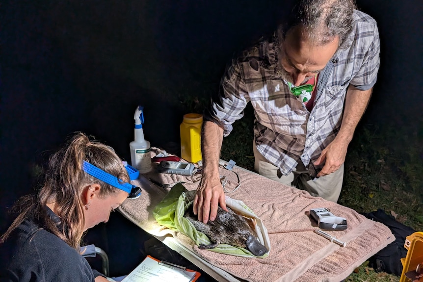 Two scientists inspecting a platypus in the dark